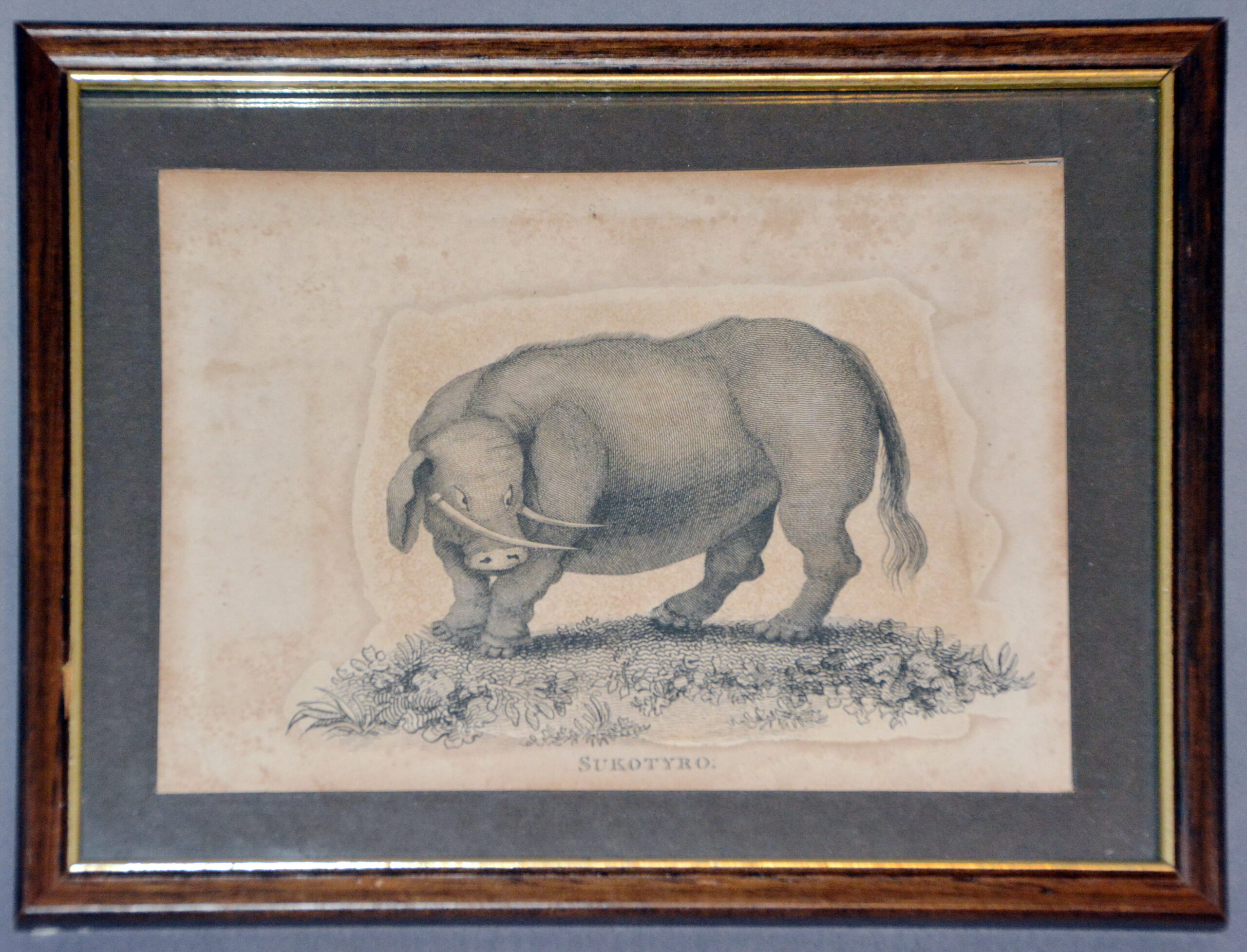 Print Source, Sukotyro (Sucatorio)